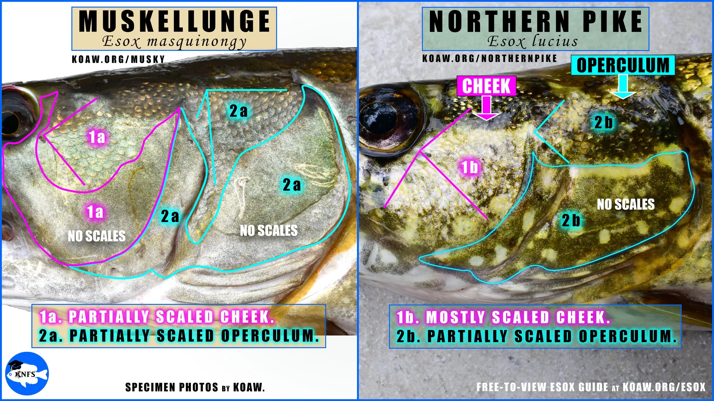 Northern Pike (Esox lucius) - How to identify — Koaw Nature